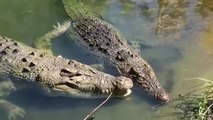 Two Alligators Relax in Serene Pond Waters
