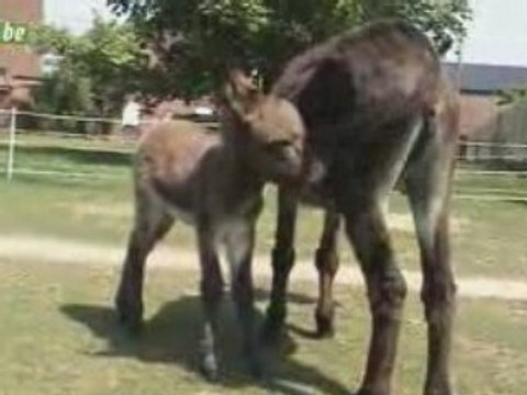 Vidéo Anons Brunehaut 23