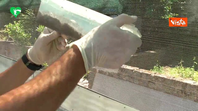 Nate 52 rarissime lucertole delle Eolie, specie a rischio estinzione, al Bioparco di Roma