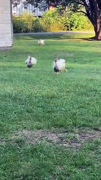 HAPPY CHIKEN