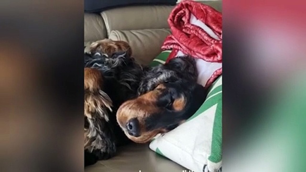 HA LASCIATO IL SUO CUCCIOLO TUTTO IL GIORNO A CASA DA SOLO E GUARDATE COME LO TROVA!!