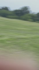 Wood chuck goes underground:)