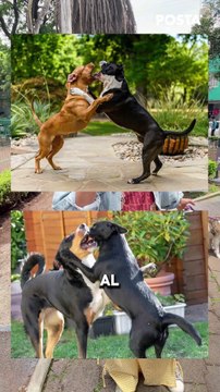 Montapeleas en CDMX, así operan los extorsionadores con peleas de perros