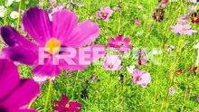 colorful cosmos flowers swaying in the breeze