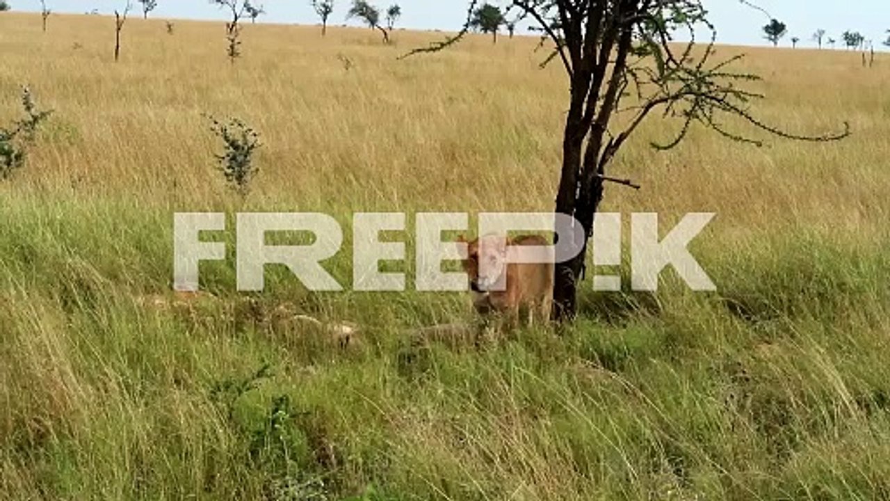awake tired lioness observing surrounding while pride lion is sleeping, savannah
