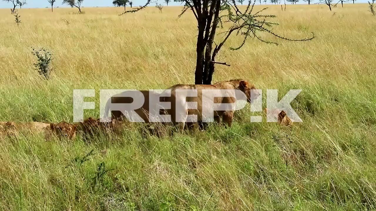 group of lions rest in the shade of a tree in the middle of a field covered by grass