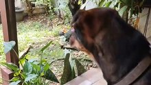 Cat & Dog Living in Harmony