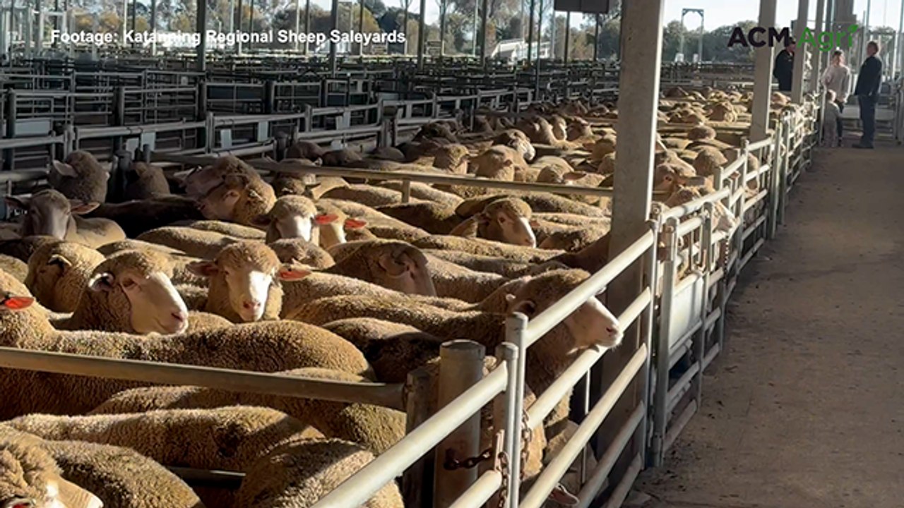 WA lamb price record smashed again