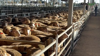 WA lamb price record smashed again