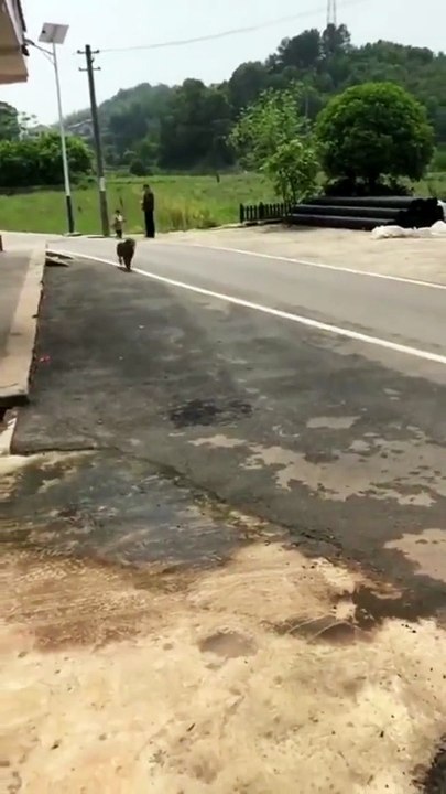 Son chien revient de la pêche