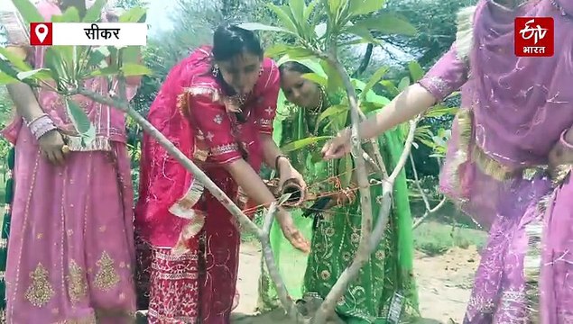 रक्षाबंधन 2025 : भाई से पहले पेड़-पौधों को राखी बांधती हैं बहनें, सीकर में पर्यावरण संरक्षण का संदेश देने का अनूठा तरीका