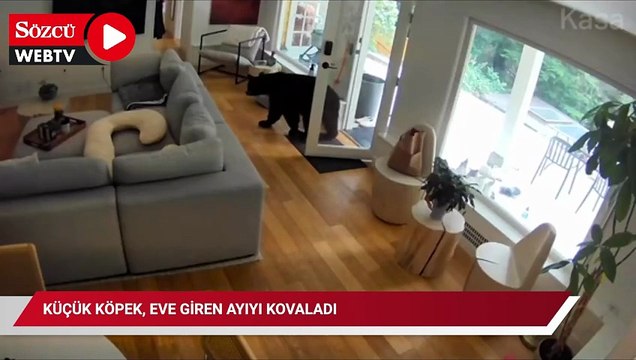 Küçük köpek, eve giren ayıyı kovaladı