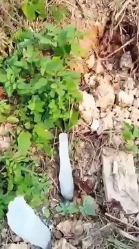 Epic battles and rare moments from the wild! 🐾 You’ve never seen animals like this before!