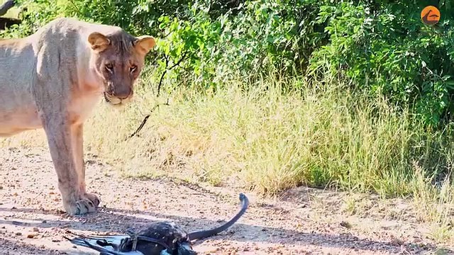 ⚔️ SNAKE vs EAGLE vs LION dives into a tense altercation between a Black Mamba and a Brown Snake Eagle, with lions lurking nearby. This video highlights the strategic moves and survival tactics of each predator.