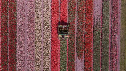 قطع رؤوس أزهار التوليب ــ رؤى حول تجارة زهور التوليب