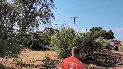 Δασεργάτες και Πυροσβεστική πρόλαβαν φωτιά στην Β. Εύβοια