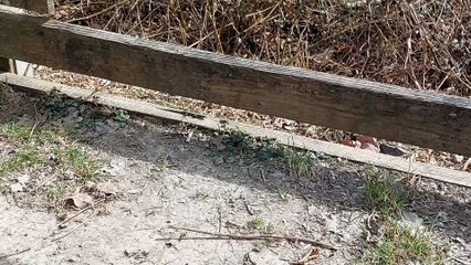 Spot the lizard - Nationalpark Eifel, Germany