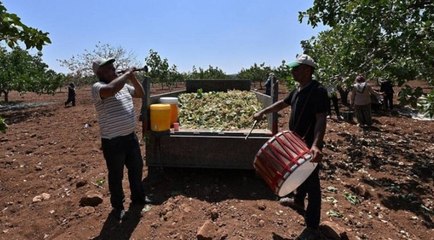 Silahla nöbet bitti davul zurnayla coşkulu hasat başladı