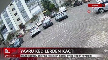 Bursa'da yavru kediler, önlerine kattıkları kadını evine kadar kovaladı