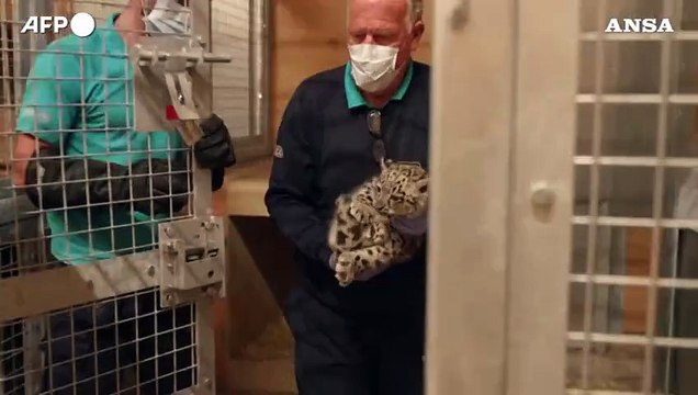 Inghilterra, esami per il nuovo cucciolo di leopardo delle nevi dello zoo di Chester
