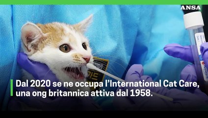 Oggi e' la giornata internazionale del gatto