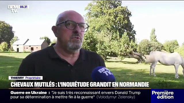 Plusieurs chevaux retrouvés mutilés dans des exploitations de Normandie, une enquête ouverte