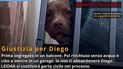 "Il cane Diego segregato sul balcone": il video choc