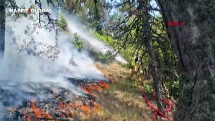 Bolu'da orman yangını