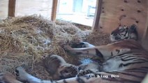 Pair of rare tiger cubs born at Merseyside safari park for the first time in 30 years