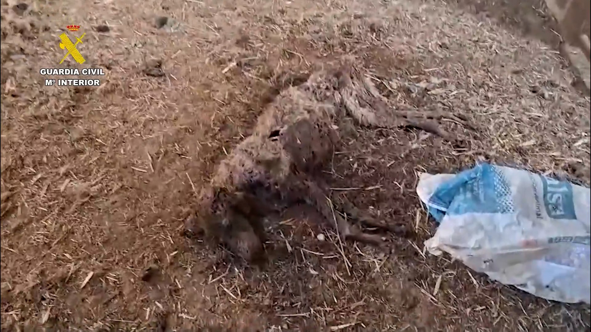 La Guardia Civil ha hallado 32 perros muertos por inanici�n en una finca de Azuaga (Badajoz), que estaban abandonados desde el pasado mes de junio sin agua ni comida. La situaci�n lleg� a tal deterioro que varios de los animales, ante la falta de alimentos, intentaron alimentarse de los cad�veres en descomposici�n de los animales ya fallecidos.
Despu�s de comprobar los hechos, la benem�rita acusa al propietario del inmueble de un delito de abandono animal por la omisi�n de los cuidados elementales con resultado de muerte de todos los canes.