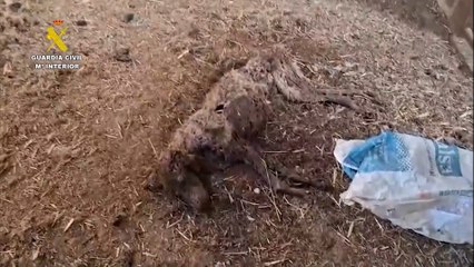 Mueren 32 perros de hambre, por abandono de su dueño en una finca de Badajoz