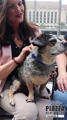 August Piazza Pet of the Month