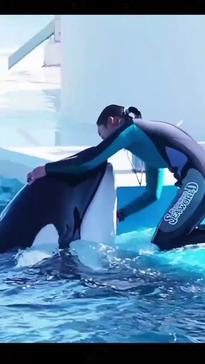 Dolphins lifestyle