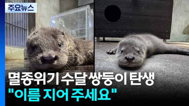 서울어린이대공원, 멸종위기 수달 쌍둥이 탄생... 이름 지어 주세요 / YTN