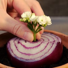 Grafting plants techniques to get multiple species in one! Grow your exclusive garden with these hacks! 🌼🌵🌸