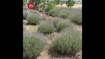 10 yıl önce hobi amacıyla ekti, şimdi gelir kapısı oldu!