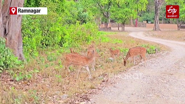 Corbett National Park Celebrates 89 Years Of Wildlife Conservation