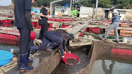 [충남] 고수온에 보령·태안서 우럭 84만 마리 방류 / YTN