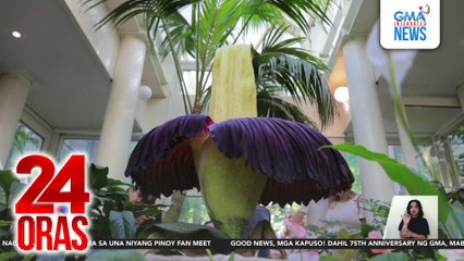 Rare "corpse flower" na masangsang ang amoy, namukadkad sa isang botanical garden sa Poland | 24 Oras