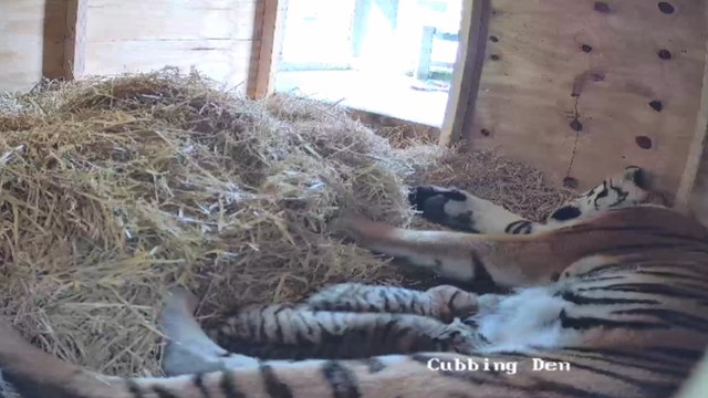 Rare tiger cubs born at Knowsley Safari