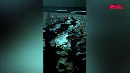 A Sabaudia nate 23 tartarughe marine, a Passoscuro scoperto un nuovo nido: le immagini