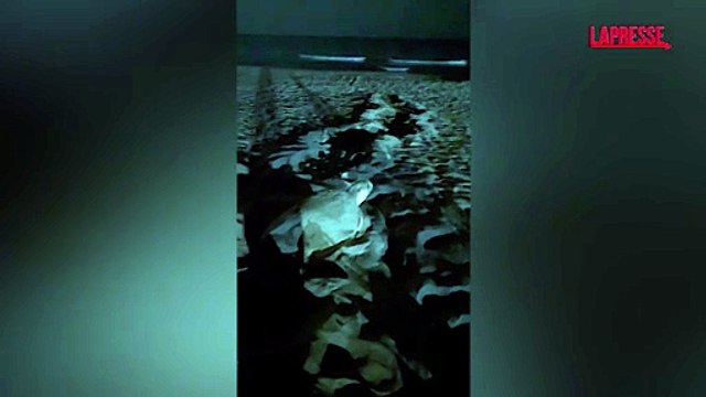 A Sabaudia nate 23 tartarughe marine, a Passoscuro scoperto un nuovo nido: le immagini