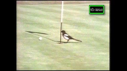 Sobrevivencia: Pajaros en el Campo - Documental (1990) - Español Latino *Mario Sauret*