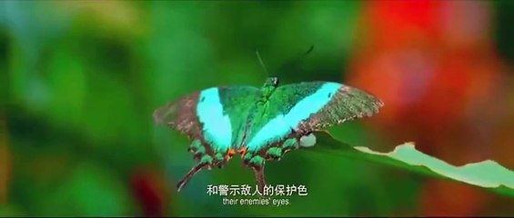 {On Fallen Wings} 2016 - Strange things start to happen...and the answers might lie in a nearby cemetery