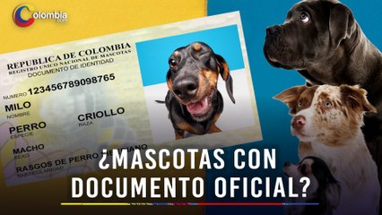 ¿Cédula obligatoria para mascotas en Colombia? Así funcionaría el nuevo proyecto de ley nacional