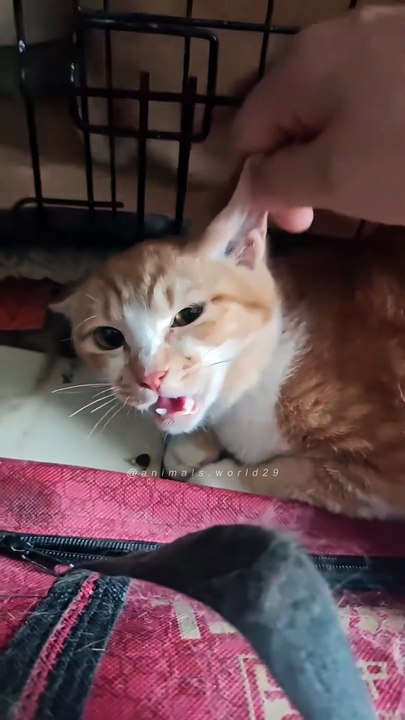 AnDoes anyone else’s cat do this? Is this just Tux Cat behavior? Arthur certainly has a lot to say about it!  For all the true Arthur fans out there, he has launched a limited edition range of products. Check out the link in our bio to visit the store!