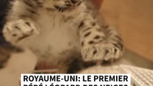 Un bébé léopard des neiges et né au zoo de Chester au Royaume-Uni