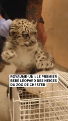 Un bébé léopard des neiges et né au zoo de Chester au Royaume-Uni