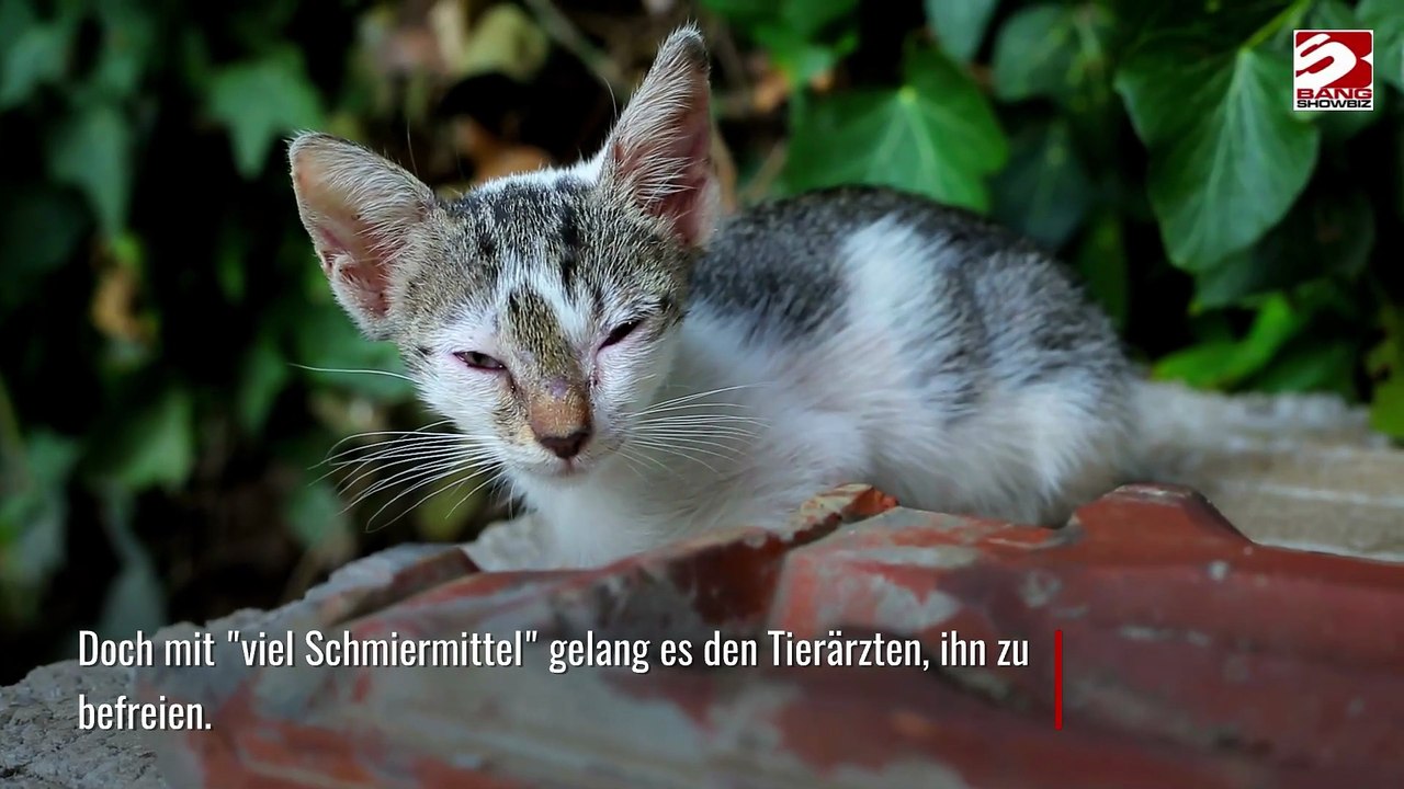 Kätzchen steckt mit Kopf in Ziegel fest