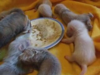 16mai2008bébé loonie 1ere bouilli 3sem et 1 jrs